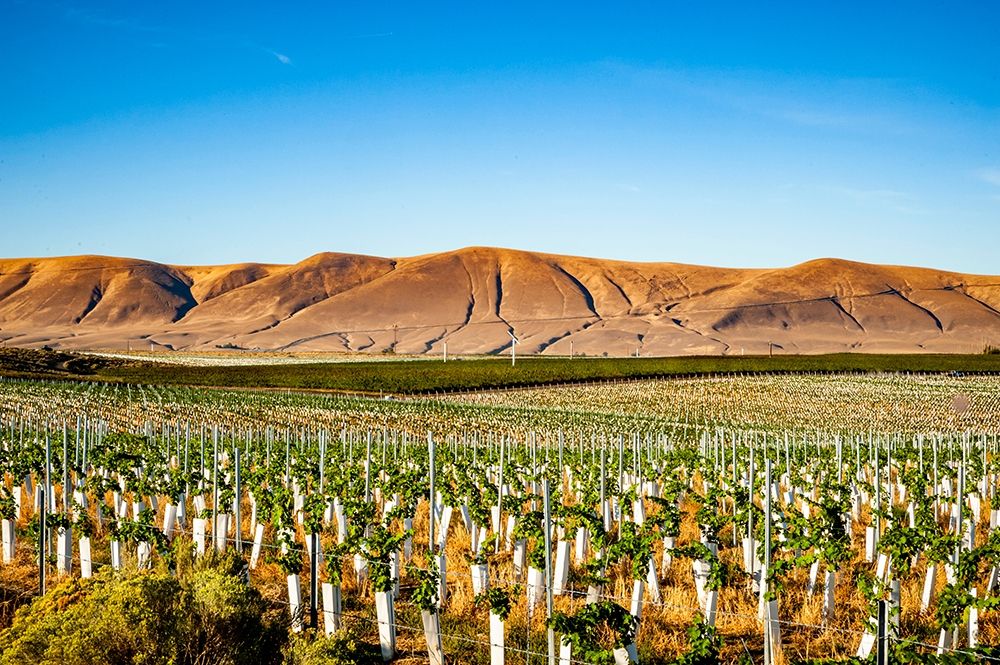 Washington State-Red Mountain New vine planting in a vineyard on Red Mountain